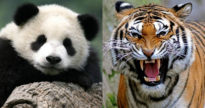 On World Wildlife Day, Here Are 7 Endangered Species That Need Our ...