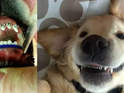 This Golden Retriever Got Braces For His Teeth And Instantly Became An Internet Celebrity!