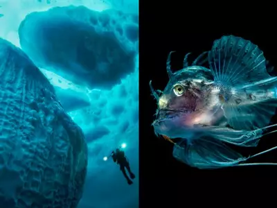 15 Underwater Images That Show There's A Whole Universe Waiting To Be Explored!