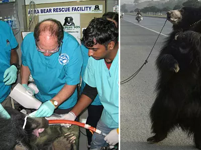Doctors Perform Root Canal Surgeries To Save Lives Of 19 Dancing Bears Rescued In Agra