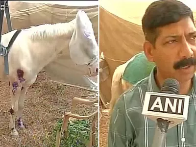 Shaktiman Can Now Stand On His Feet, Will Walk In Months!