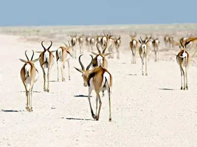 Springbok, Nambia