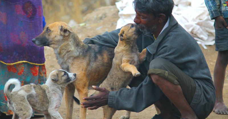 If You're An Animal Lover Who Looks After Strays In India, These Are