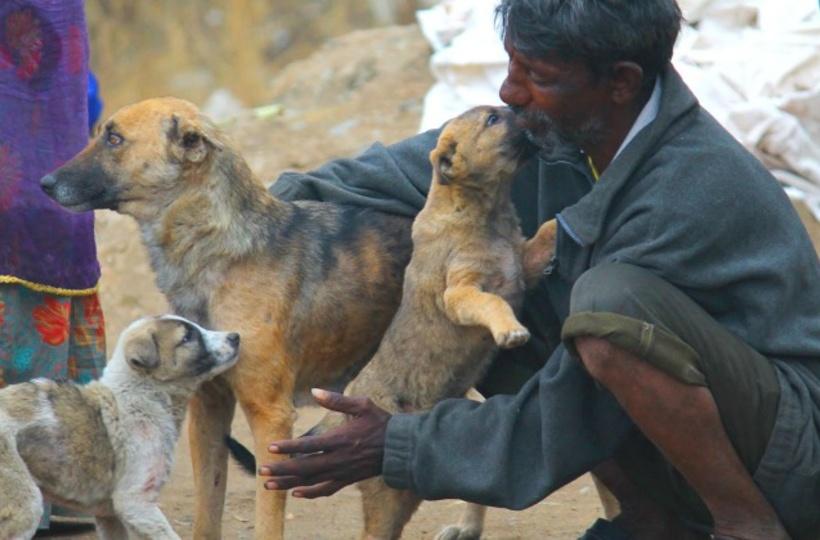 If You're An Animal Lover Who Looks After Strays In India, These Are Your  Rights