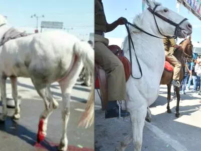 Alleged BJP Leader Attacks Police Horse During Dehradun Protests, Leaves The Animal In Agony With Broken Hind-Leg