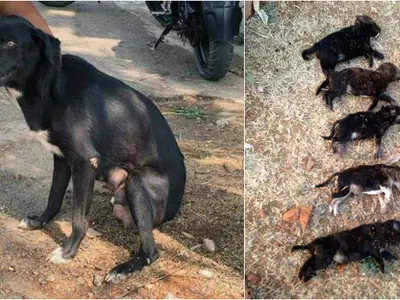 Bengaluru Woman Kills 8 Pups Brutally In Front Of Their Mother Just To Teach The Dog A Lesson