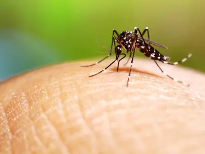 Indian scientists develop breakthrough dengue drug