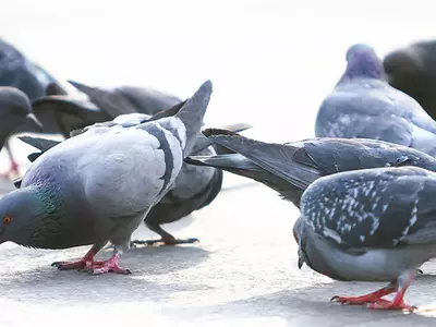 Two Youth From Delhi Lose Their Lives Trying To Save The Live Of  A Pigeon