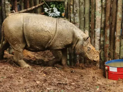 Endangered Sumatran Rhino, Earlier Thought Extinct, Has Been Found for First Time In 40 Years