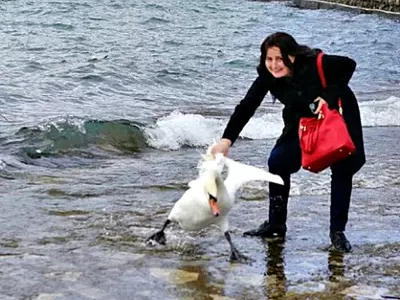 Shameful! This Woman Killed A Swan Just So That She Could Get A Photograph Clicked