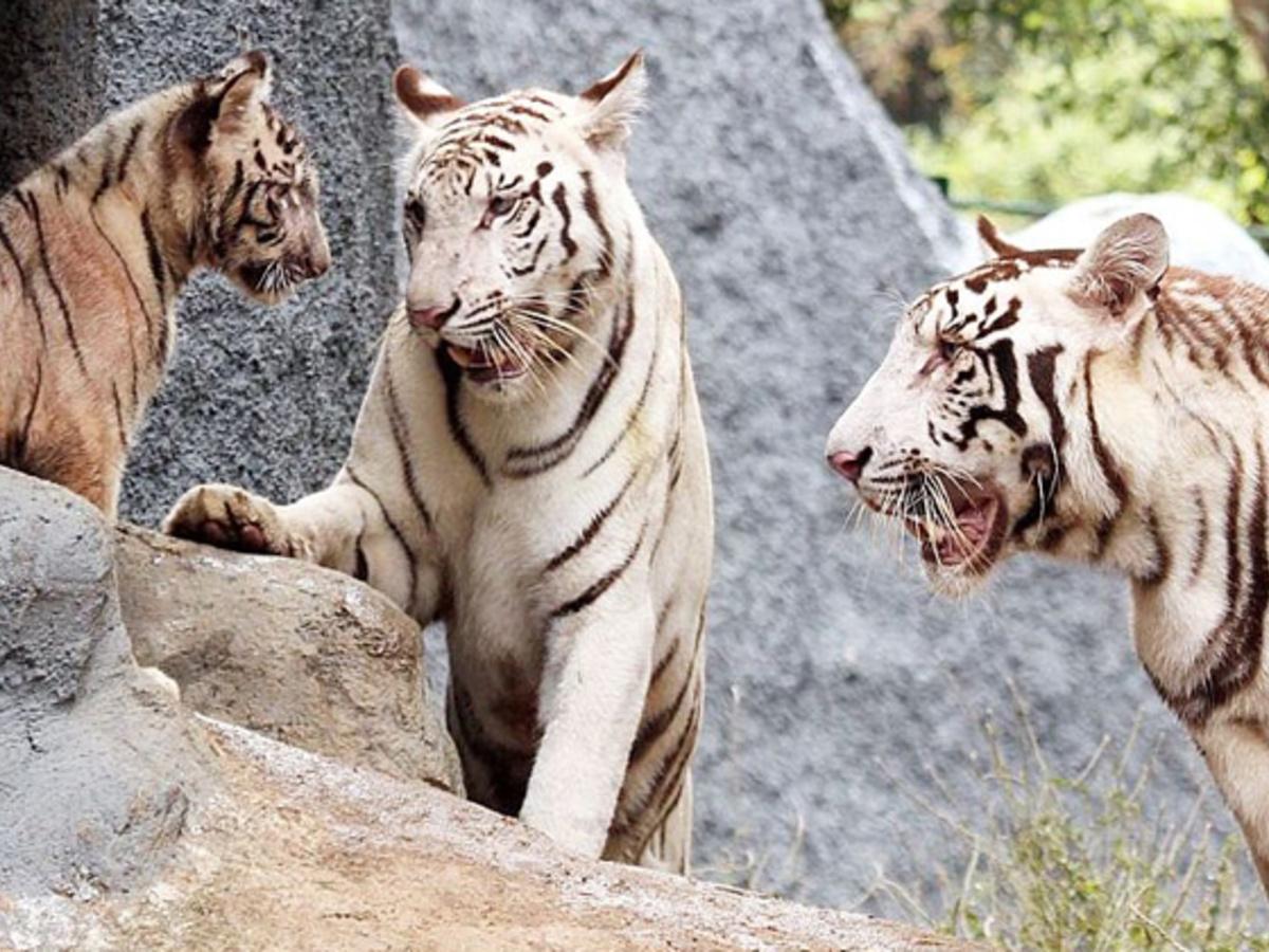 More Than 50 Animals Species In India Are Critically Endangered, 10 Of  These May Soon Vanish!