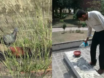 Students In Chandigarh Are Volunteering To Save Birds And Animals From Soaring Temperatures
