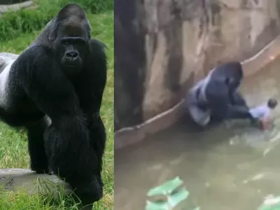 Ohio Zoo Shoots Gorilla To Save A Three-Year-Old Kid Who Fell 12 Feet Into The Enclosure