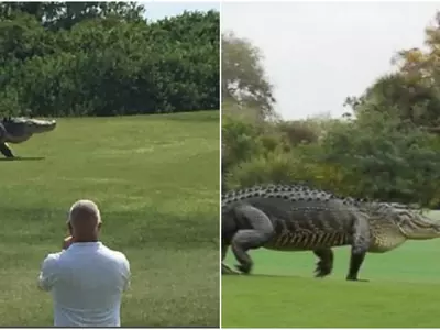 alligator golf
