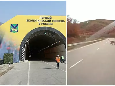 Amur Leopard tunnel