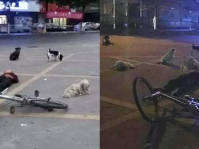 Biker dead body guarded by dogs