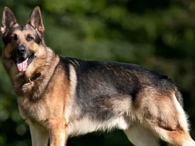 Hero Dog Saves British Troops In Northern Iraq, Chases Off ISIS Fighters Who Attacked Them