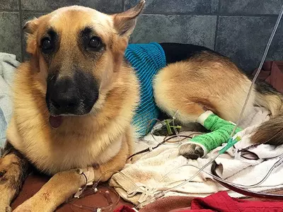 Dog Rescued From Animal Shelter Saves A 7-Year-Old Girl From Rattlesnake, Gets Bitten Thrice!