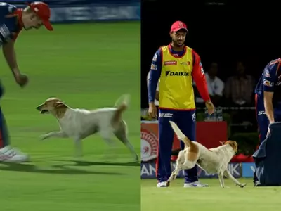 Dog Steals The Show After Walking Into An IPL Match