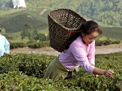 Darjeeling Makes The World's Most Expensive Teas, And Now Buyers From Japan, America and Europe Will Buy Them Online!