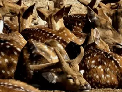 Deer Deaths