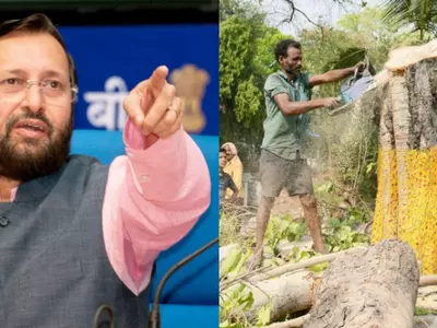 Environment Ministry Set To Aggressively Punish Anyone Who Destroys India's Green Cover With Up