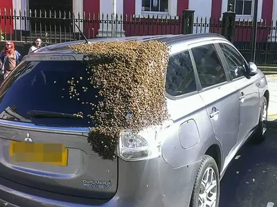 Grandma's Car Chased By 2000 Bees Because 'Queen Bee'