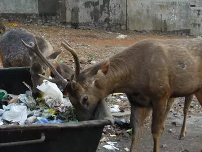 Deer Are Eating Plastic And Drinking Sewage At One Of Mumbai's Biggest Sanctuaries For Animals