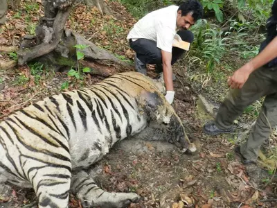 After Losing Teeth, Tiger Starves To Death At Bandipur Forest