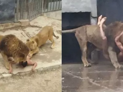 Chilean man jumps into lions' den