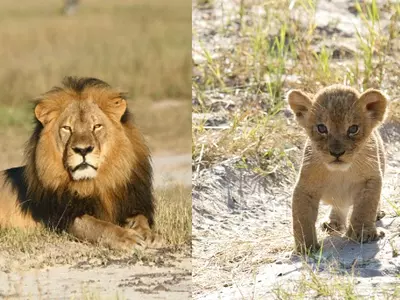 Cecil The Lion, grand cubs