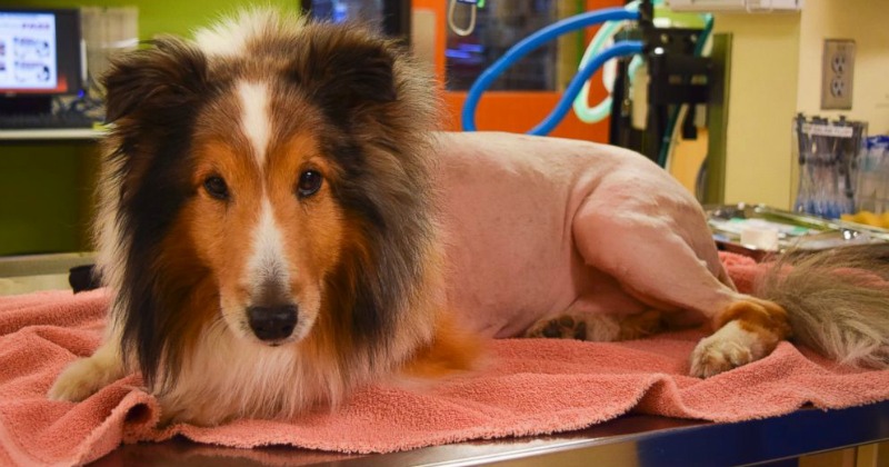 In A Miracle, A Vet Student Saved This Dog's Life Just One Minute