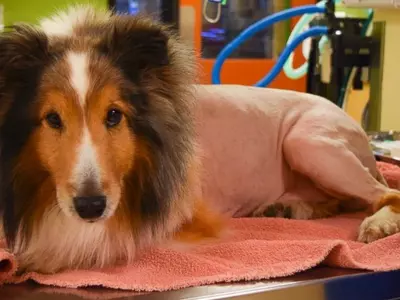 Vet Student Saves Paralyzed Dog's Life Just One Minute Before Its Euthanization!