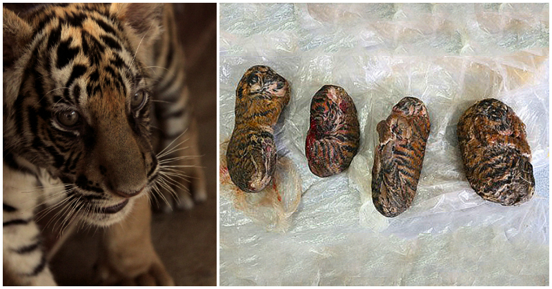 Tiger Cubs Are Being 'Frozen To Make A 'Healing Glue' Which Is Being Sold  For 6000 Rupees!