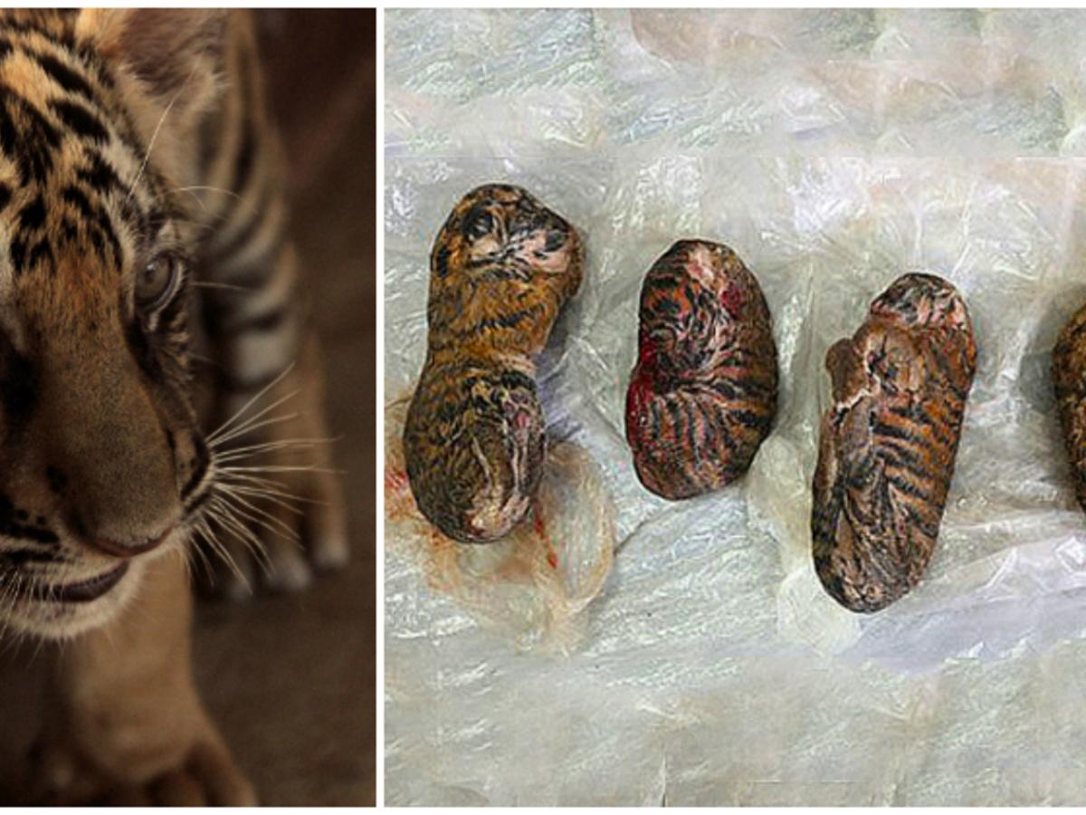 Tiger Cubs Are Being 'Frozen To Make A 'Healing Glue' Which Is Being Sold  For 6000 Rupees!