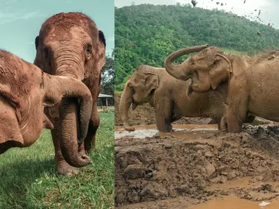 Two Elephants Rescued From Captivity In Thailand After Spending Nearly 80 Years As Slaves!