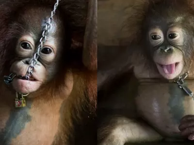 This Baby Orangutan Gets A New Lease Of Life After Spending 6 Months Chained By The Neck