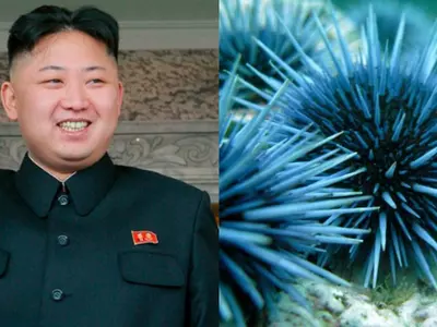 Kim Jong-un Wants Men To Perform Better In Bed, Orders 'Sex Potions' Made From Sea Urchins!