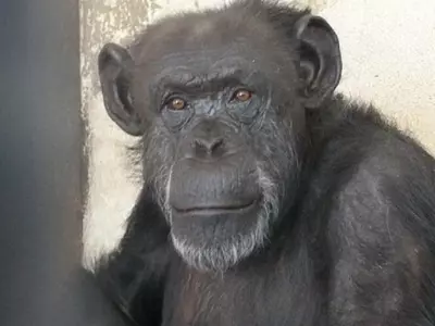 Judge Orders Chimpanzee To Be Freed From A Zoo After Ruling That The Animal Has Rights!