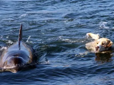 This Labrador Swims Out To The Sea Every Day To Meet His Best Friend, A Dolphin Named Duggie!