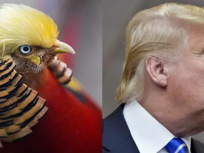 This Bird With The Exact Same Hair As Mr. Donald Trump Is Fast Becoming An Internet Star!