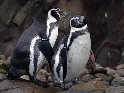 Zoo Had To Borrow Oxygen Cylinder From Hospital As Penguin Gasped For Breath