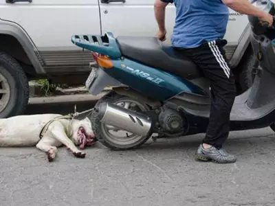 Dog Dragged By Bike