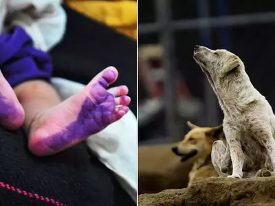Stray Dogs Keep Abandoned Newborn Girl Alive, Guard Her From Harm And Find Help!