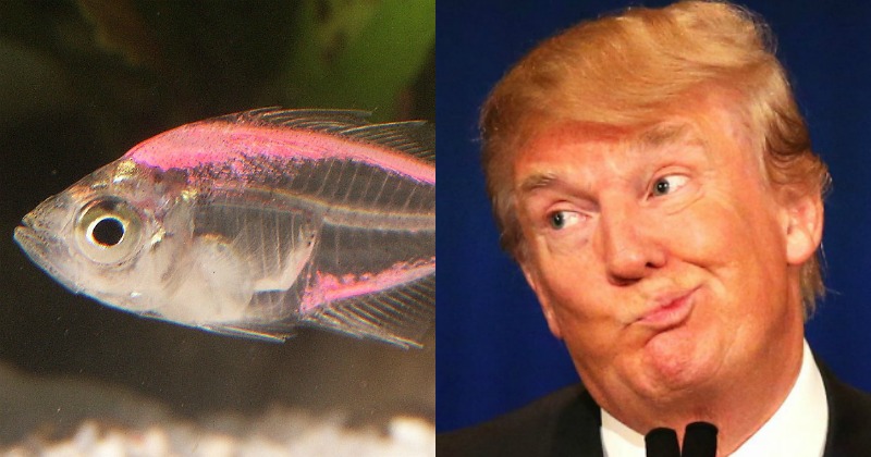 Chinese Monkey Indian Fish Predict Trump As The Winner Psychic Goat