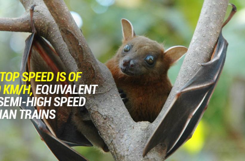Tiny Bat Broke The World Record Of Fastest Flier On Earth By Reaching Its Top Speed Of 160 KM/H Tiny Bat Broke The World Record Of Fastest Flier On Earth By Reaching Its Top Speed Of 160 KM/H