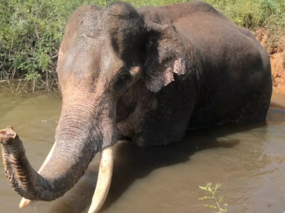 Remember Sidda? The Blind Elephant Who Was Stuck In A Dam, He's Better Now!