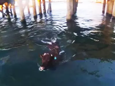 Cow Destined For Live Export Leaps Into Harbour And Swims For Freedom