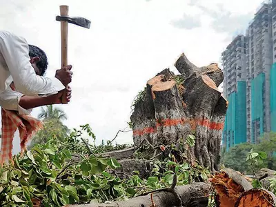 812 Trees Cut For Rs 1,791 Cr Flyover Project, Another 286 Trees Are Also Set To Be Axed For Ejipura Flyover