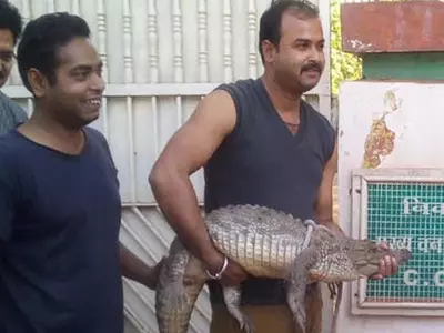 Angry People Dropped Crocodile At Forest Officer's Bunglow After Rescue Team Didn't Come To Hel